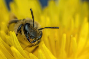 foraging_mining_bee_v_by_dalantech_df39o5n-fullview