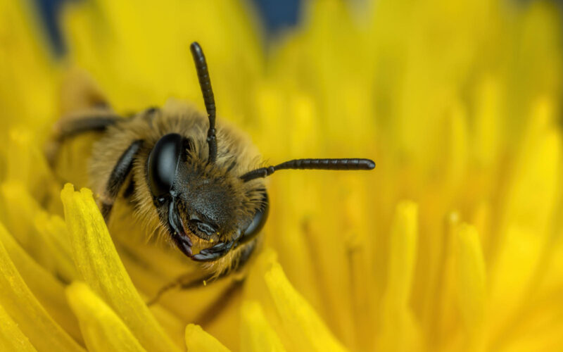 foraging_mining_bee_v_by_dalantech_df39o5n-fullview